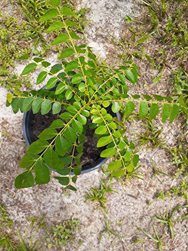 gamthi curry leaf plant Indian Curry Leaf Plant