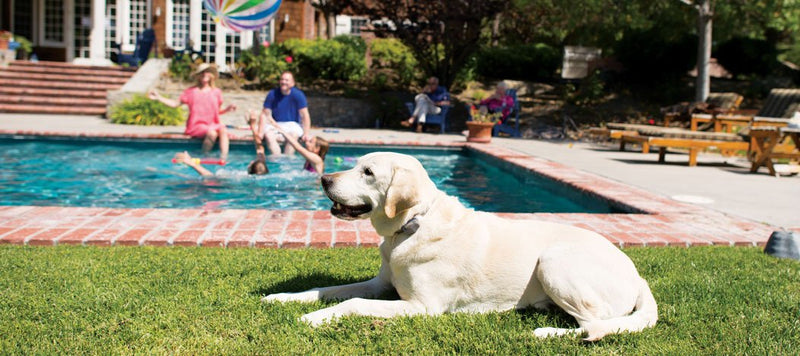 Best 5 Tips to Keep Your Puppy Safe Around the Pool