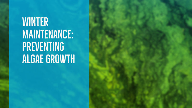 Winter Maintenance: Preventing Algae Growth