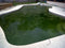 How To Get Rid Of Algae In Your Swimming Pool