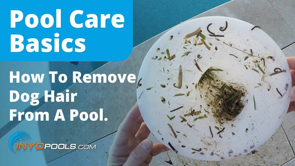 How To Get Rid of Dog Hair From Your Pool