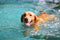 How To Remove Dog Hair From A Pool