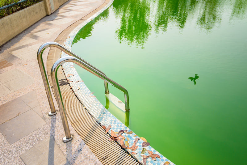 How to Treat Moderate Swimming Pool Algae