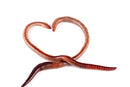 Best Value! 2000+ Red Wigglers Composting Worms Perfect for Worm Composting with Guaranteed Live Delivery Approximately 2 Pound Live Red Wiggler Worms Fast Delivery! (2000)