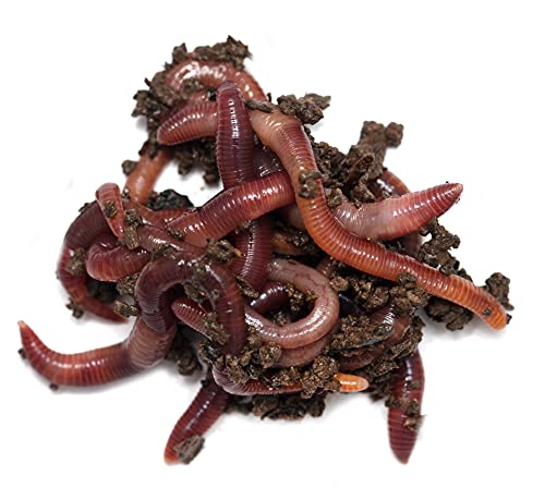 Best Value! 2000+ Red Wigglers Composting Worms Perfect for Worm Composting with Guaranteed Live Delivery Approximately 2 Pound Live Red Wiggler Worms Fast Delivery! (2000)