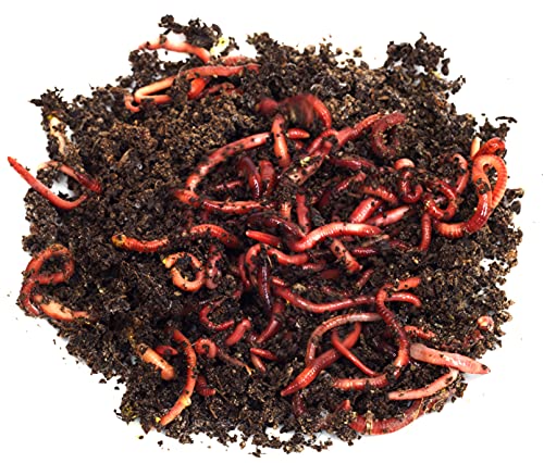 Best Value! 2000+ Red Wigglers Composting Worms Perfect for Worm Composting with Guaranteed Live Delivery Approximately 2 Pound Live Red Wiggler Worms Fast Delivery! (2000)