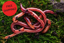 Best Value! 2000+ Red Wigglers Composting Worms Perfect for Worm Composting with Guaranteed Live Delivery Approximately 2 Pound Live Red Wiggler Worms Fast Delivery! (2000)