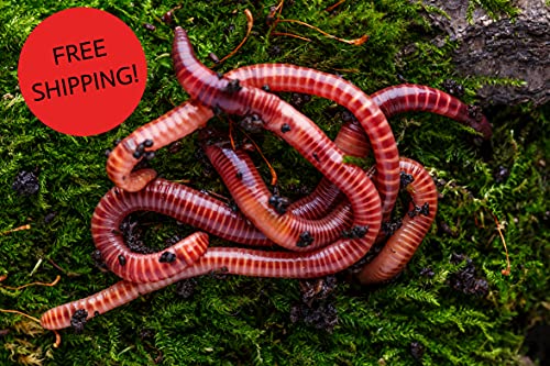 Best Value! 2000+ Red Wigglers Composting Worms Perfect for Worm Composting with Guaranteed Live Delivery Approximately 2 Pound Live Red Wiggler Worms Fast Delivery! (2000)