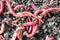 Best Value! 2000+ Red Wigglers Composting Worms Perfect for Worm Composting with Guaranteed Live Delivery Approximately 2 Pound Live Red Wiggler Worms Fast Delivery! (2000)