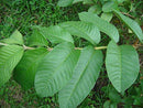 Fresh Guava Leaves - 3 oz - Organic - Certified fresh from Florida