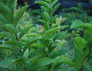 Fresh Guava leaves -3 oz - Organic (No pesticides or chemical sprays) - Fresh from Florida