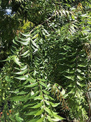 Fresh Neem Leaves - 30 Leaves