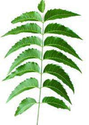 Fresh Neem Leaves - Approx 200 Leaves