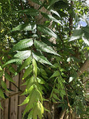 Fresh Neem Leaves - Approx 200 Leaves