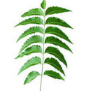 Fresh Neem Leaves from South Florida, 80 Leaves