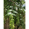 Fresh Neem Leaves (Margosa or Azadirachta Indica) 100-120 Leaves
