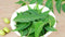 Fresh Neem Leaves (Margosa or Azadirachta Indica) 50-60 Leaves