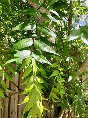 Fresh Neem Leaves (Margosa or Azadirachta Indica) 50-60 Leaves