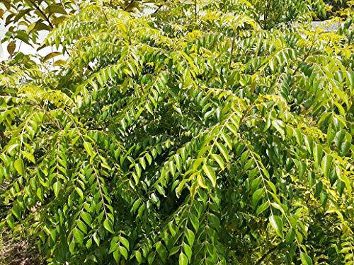 Fresh ORGANIC Curry leaves - 50 to 60 leaves - Gamthi Variety - Very Fragrant -Certified fresh from Florida -Picked fresh to ship Active