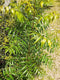 Fresh Organic Neem 200 Leaves (Margosa or Azadirachta Indica Leaves) - ORGANIC - Certified Fresh From Florida
