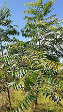 Fresh Organic Neem 200 Leaves (Margosa or Azadirachta Indica Leaves) - ORGANIC - Certified Fresh From Florida