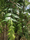 Fresh, Organically Grown Neem Leaves 100-110