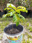 Indian Curry Leaf Plant - Gamthi Variety (Most Fragrant Type)