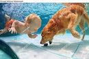KwikMedia Poster Reproduction of Funny Little Child Play with Fun and Train Golden Labrador Retriever Puppy in Swimming Pool, Jump and Dive deep Down Underwater. Active Water Games with Family Pets