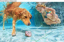 KwikMedia Poster Reproduction of Little Child Play with Fun and Train Golden Labrador Retriever Puppy in Swimming Pool - Jump and Dive Underwater to Retrieve Shell. Active Games with Family Pets and