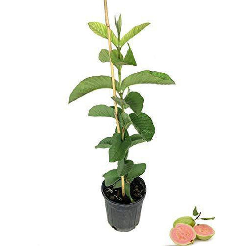 guava indoor plant Pink Guava Tree - Live Tree in a 1 Gallon Pot - 1-2 Feet Tall