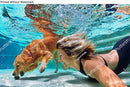Poster Reproduction of Underwater action. Smiley woman play with fun, training golden retriever puppy in swimming pool - jump and dive. Active water games with family pet, popular dog breed like