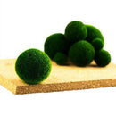 WSDJ Mini Aquarium Plant Fish Tank Shrimp Nano Seaweed Ball for Marimo Moss Balls Fish Tank Ornament Decoration