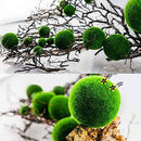 WSDJ Mini Aquarium Plant Fish Tank Shrimp Nano Seaweed Ball for Marimo Moss Balls Fish Tank Ornament Decoration